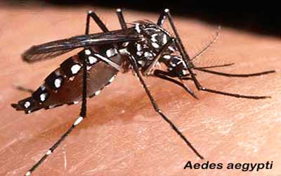 #ALERTA DENGUE/ Primer caso sospechoso en Cerrillos