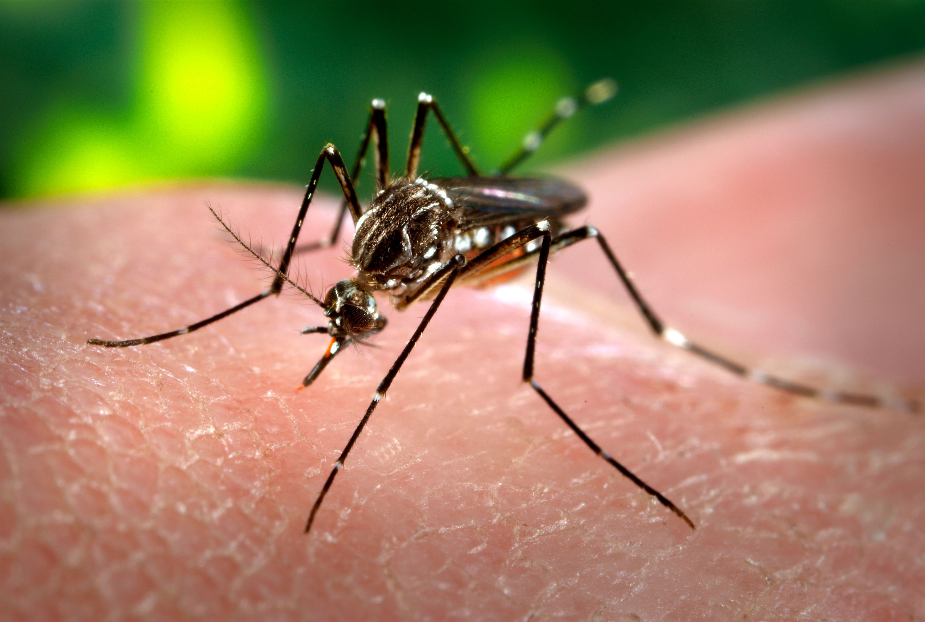 Dengue: Piden extremar las medidas de prevención   