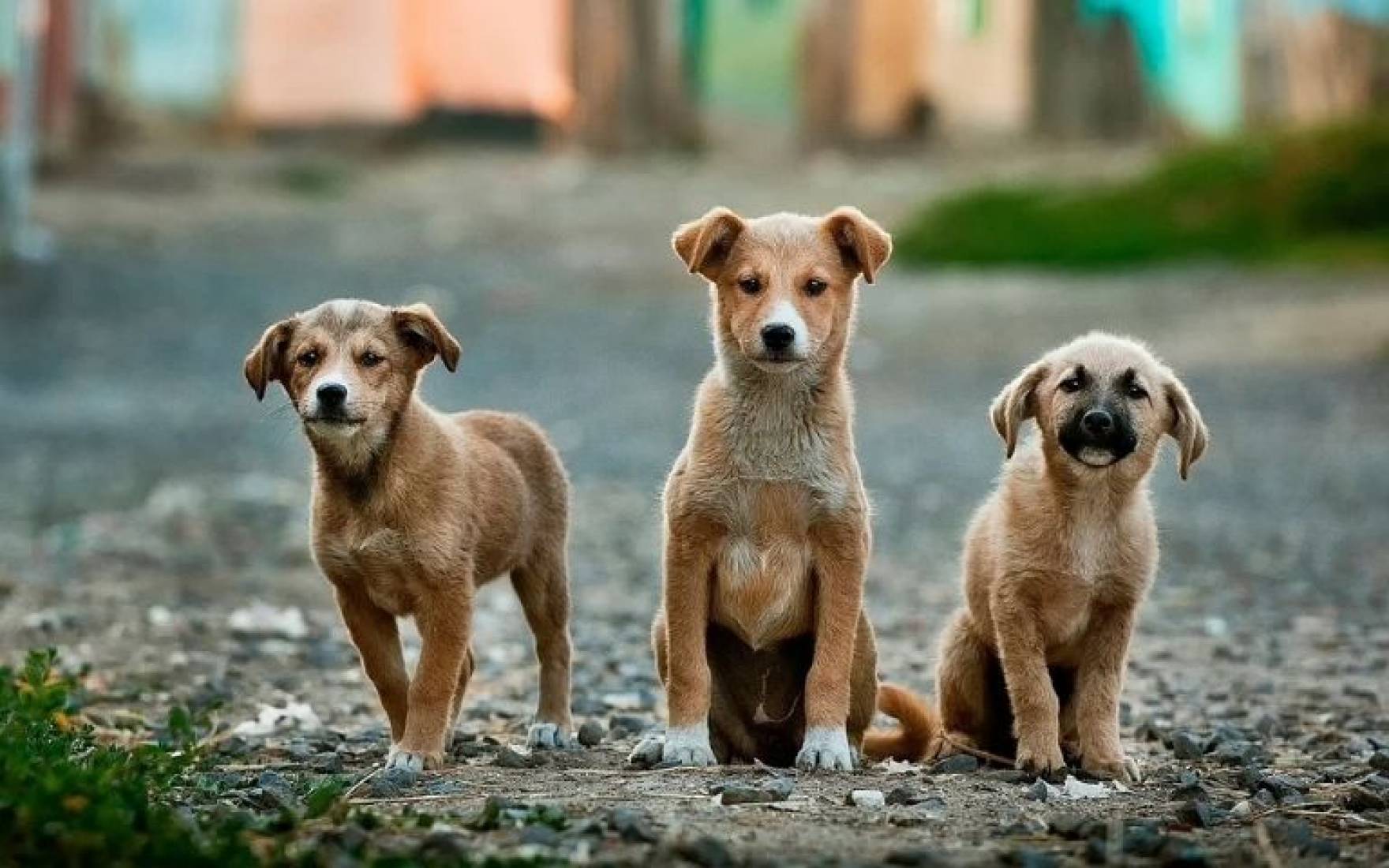 Estiman que hay cerca de 300 mil animales callejeros en Capital