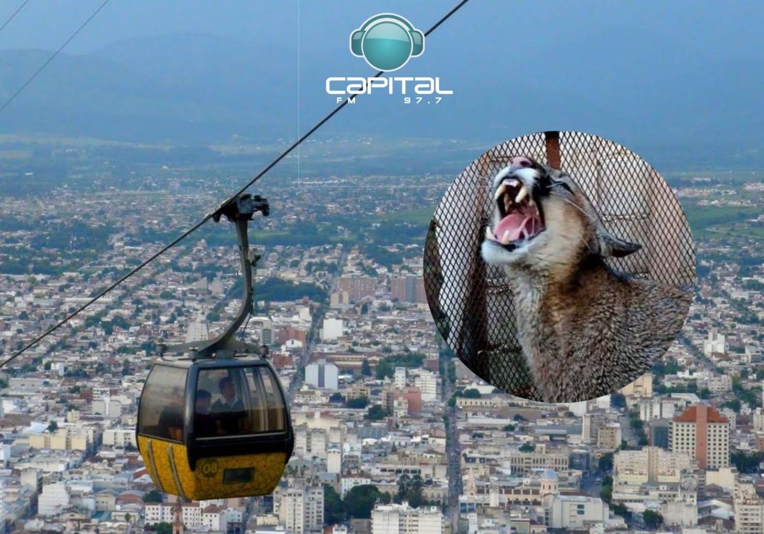 Aparición de un puma en Juan Manuel de Rosas: 