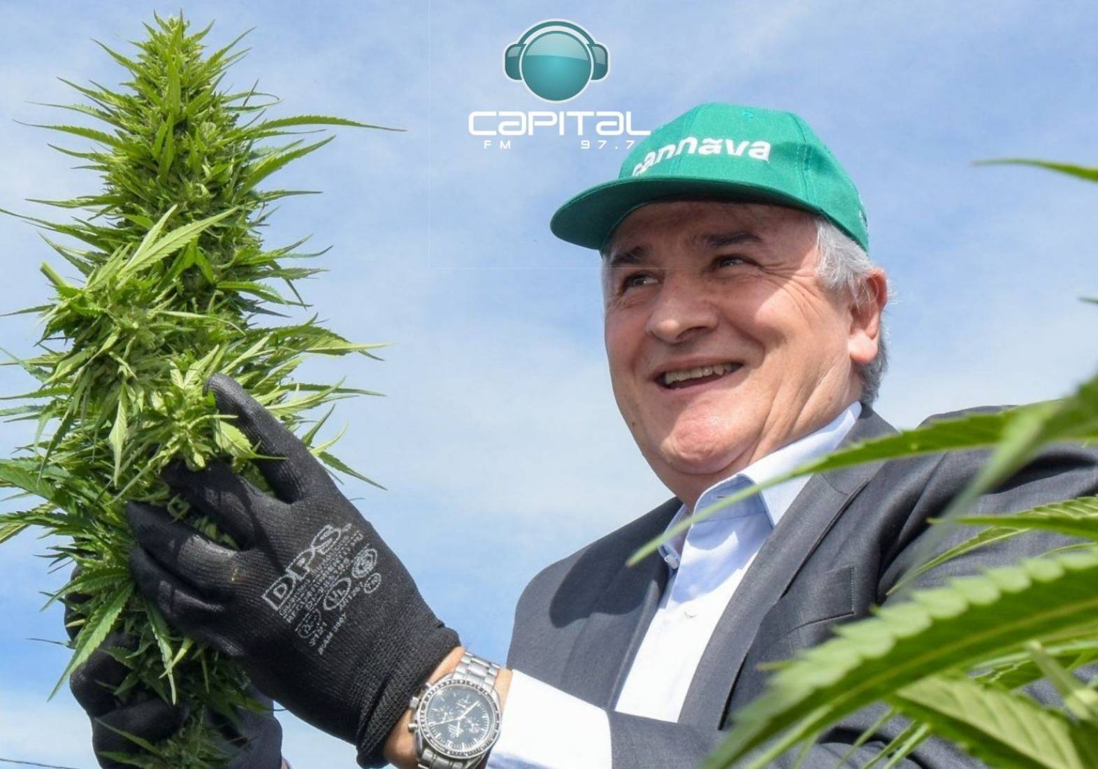 Al igual que Jujuy, un diputado provincial quiere que Salta plante cannabis medicinal