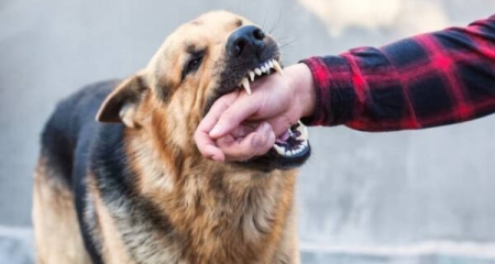 Se registraron cerca de mil casos de mordeduras de perros en el 2025
